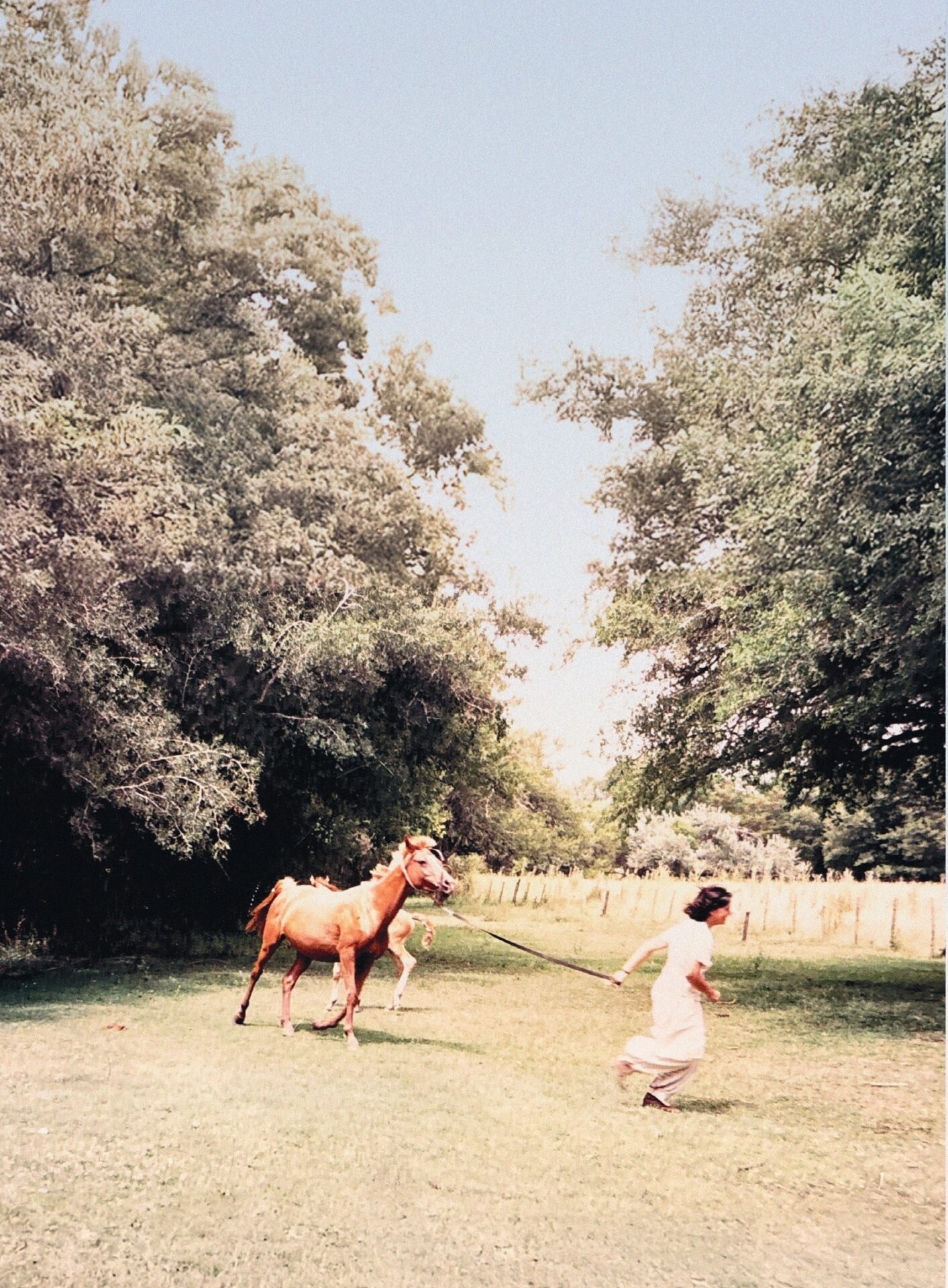 Cuando faltan las palabras: una reseña de “¿Por qué son tan lindos los caballos?” de Julieta Correa