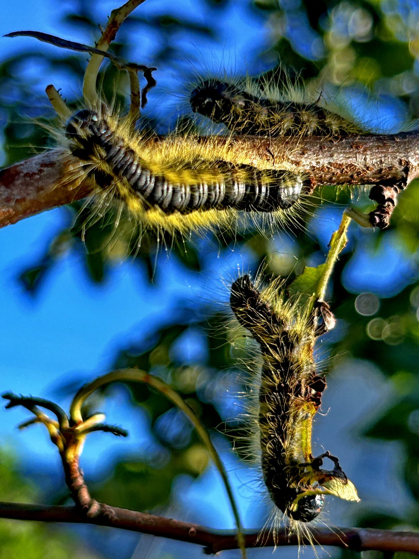 Tres poemas de José Facundo Quiroga